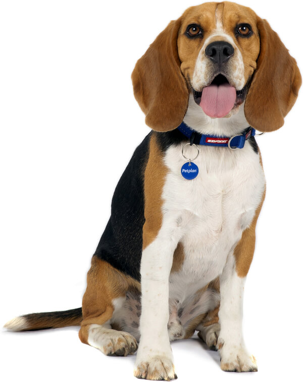 about beagles as pets