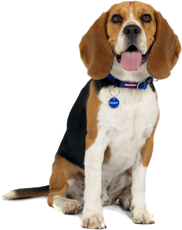 what is the personality of a beagle dog