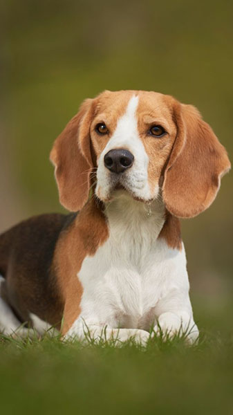 what is the personality of a beagle dog