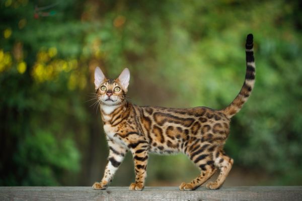 Bengal grooming and coat care