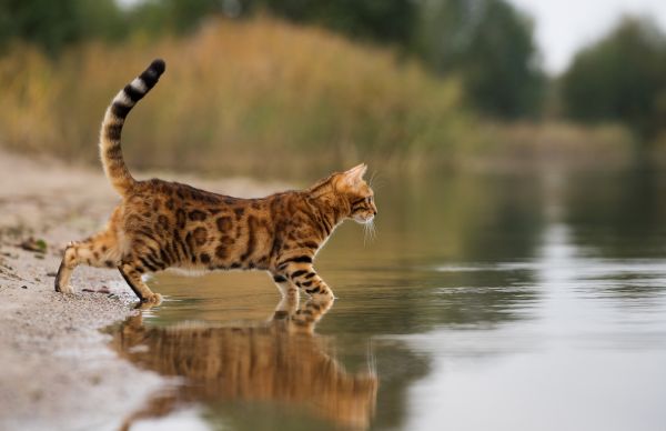 Bengal training and behaviour