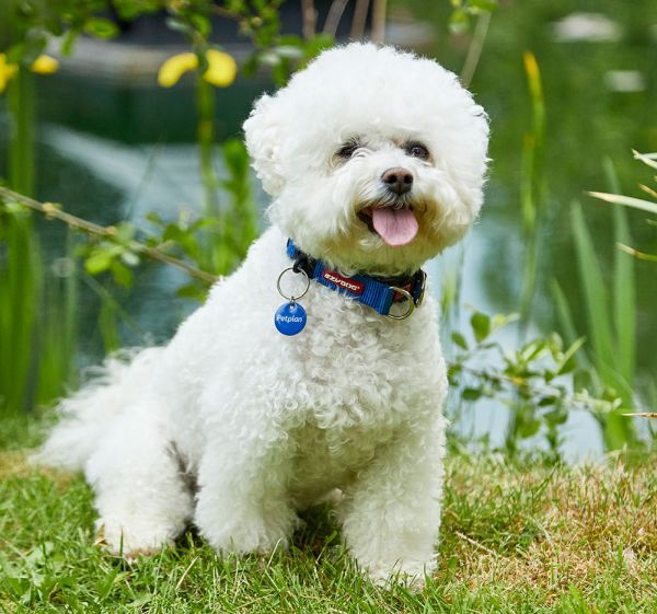 how long do bichon poodle dogs live