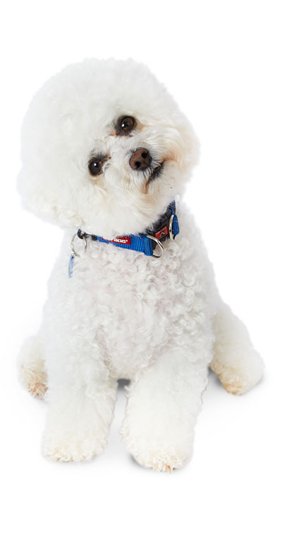 senior bichon frise