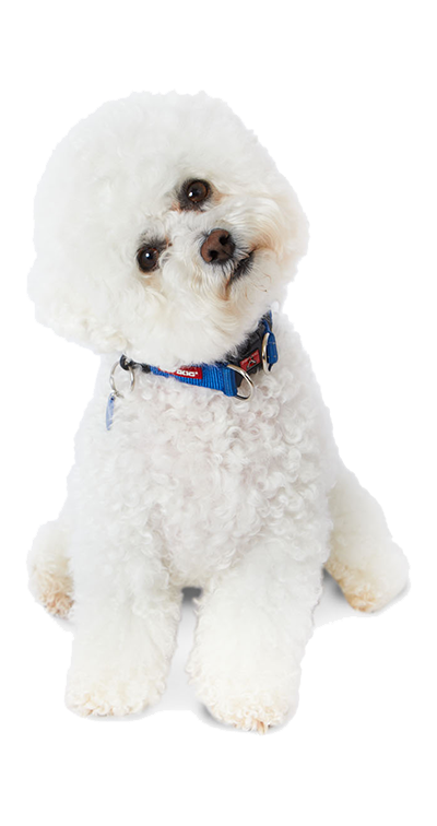 how much is a bichon puppy