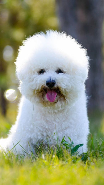 are bichon frise good pets