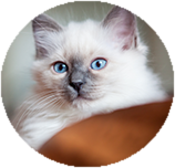 Birman before you buy