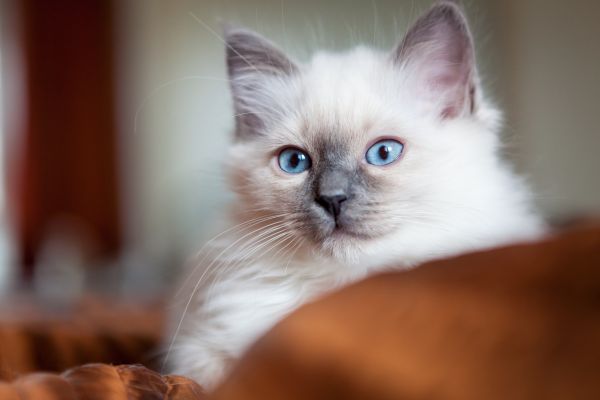 Birman before you buy