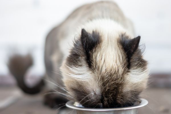 Birman food and diet