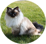 Birman grooming and coat care