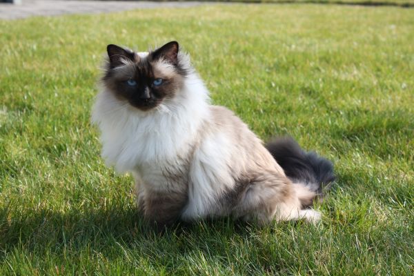 Birman grooming and coat care