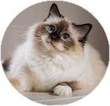 Birman personality and temperament