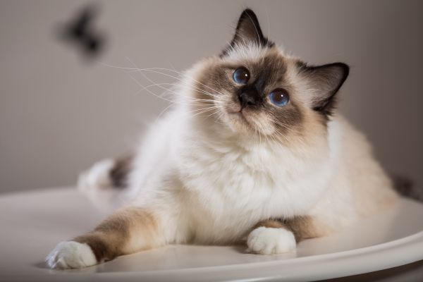 Birman personality and temperament