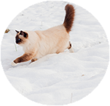 Birman training and behaviour