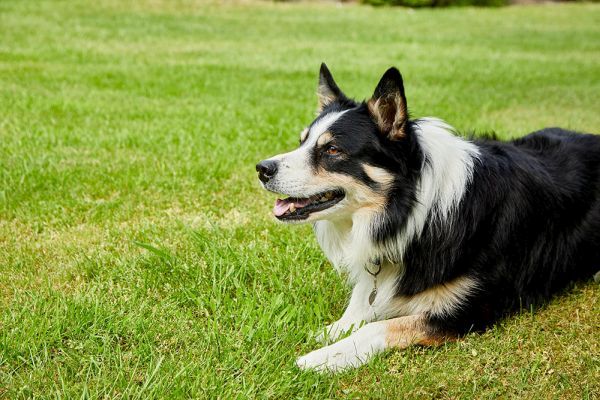 Lively Border Collie: Nature, Keeping and Care