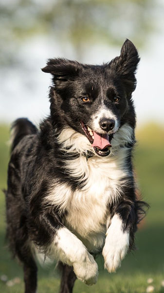 Lively Border Collie: Nature, Keeping and Care