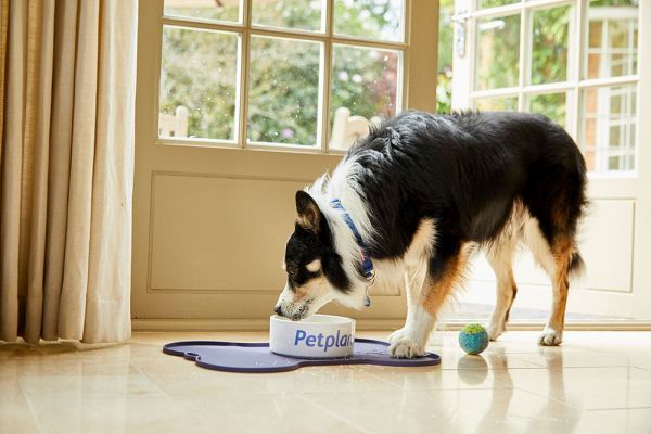 The Border Collie: Lifespan, temperament, colours, weight