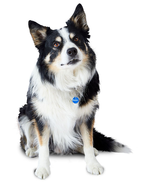 types of collie breeds