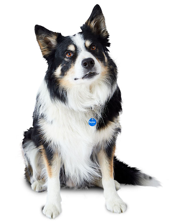 border collie breed information