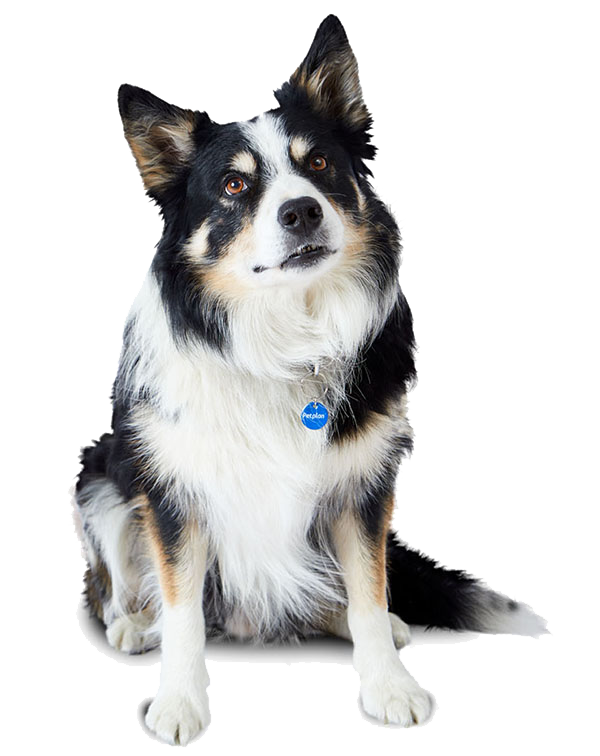 Border Collie (Smart Owner's Guide)