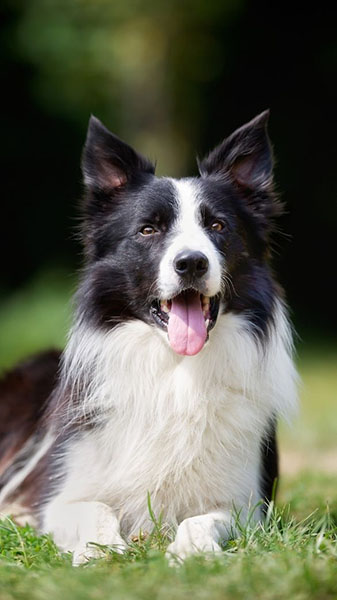 how to stop border collie from chewing