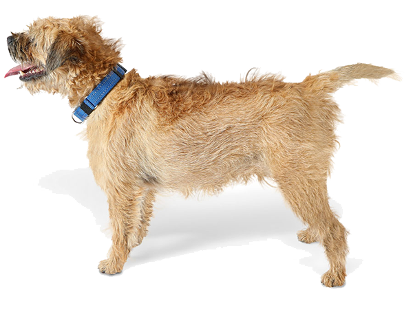 are border terriers double coated