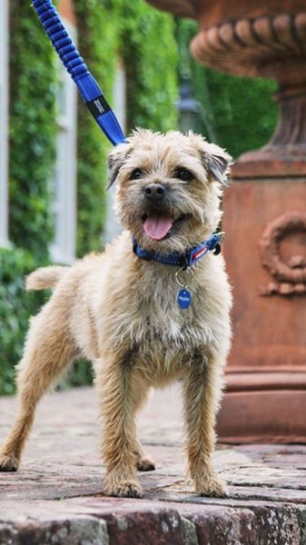 are border terriers good dogs