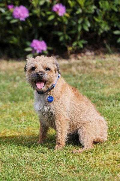 are border terriers double coated