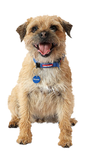 Facts About Border Terrier Dog Breed  