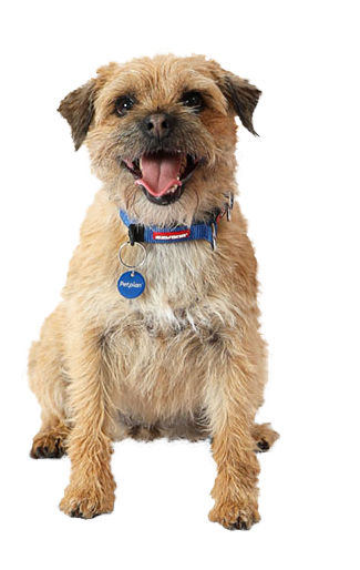 are border terriers good dogs