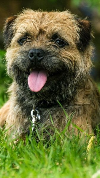 are border terriers double coated