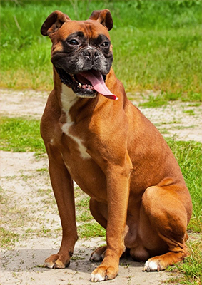 Boxer: Temperament, Training, Grooming, Nutrition | Petplan