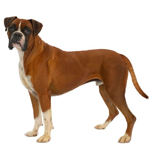 how much should a boxer puppy eat a day