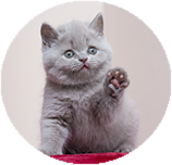 British Shorthair before you buy