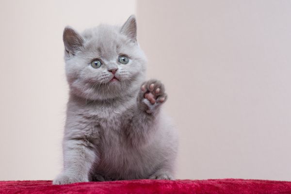 British Shorthair before you buy