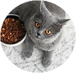 British Shorthair food and diet