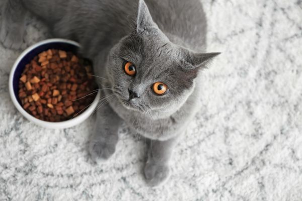 British Shorthair food and diet