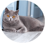 British Shorthair grooming and coat care