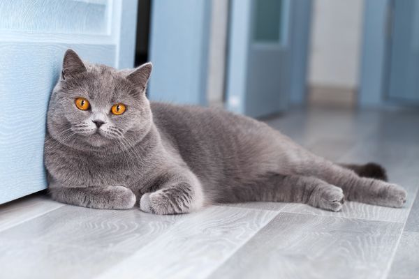 British Shorthair grooming and coat care