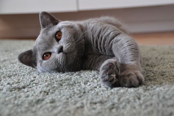 British Shorthair personality and temperament