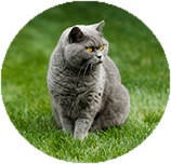 British Shorthair training and behaviour