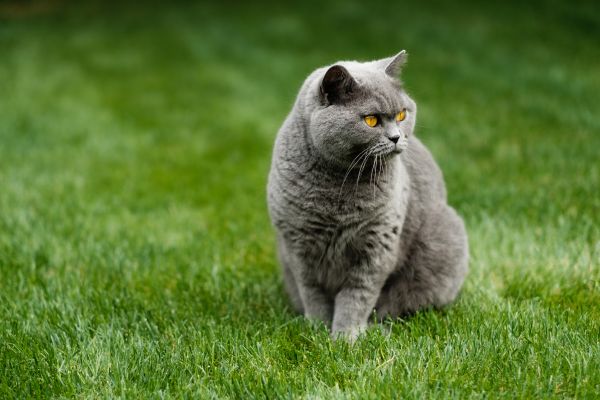 British Shorthair training and behaviour