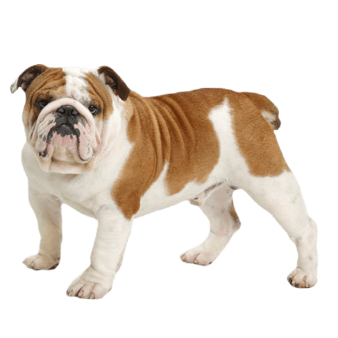 are bulldogs easy to train