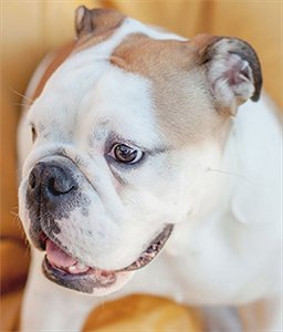 English Bulldog Temperament & Personality