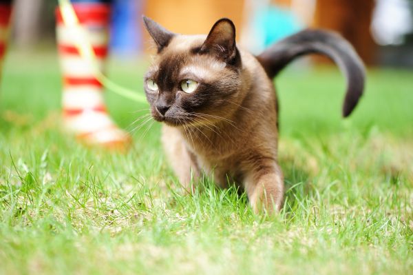 Burmese training and behaviour