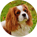 Cavalier king charles spaniel