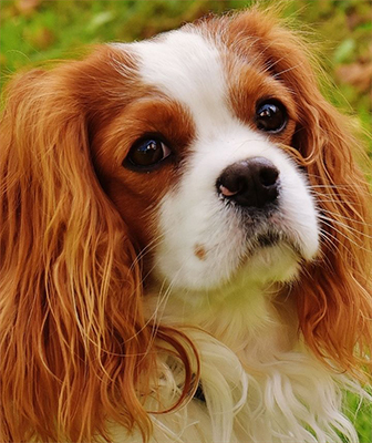 Cavalier king charles spaniel