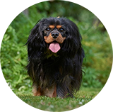 Cavalier king charles spaniel