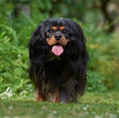 Cavalier king charles spaniel