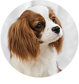 Cavalier king charles spaniel