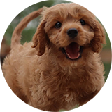 cavapoo